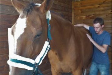 Ostéopathie ostéo osteo cheval jument équin viscéral isère 38